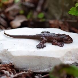 Kleine Salamander Gartenfigur aus Bronzeguss auf Stein -...
