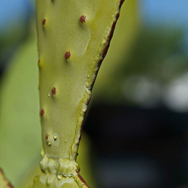 Kleiner immergrner Kaktus aus Metall - besondere Gartenfigur - Fayola XS