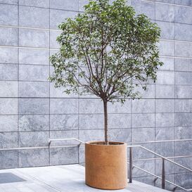 Stilvoller Rost Metall Pflanzk�bel aus Corten -...